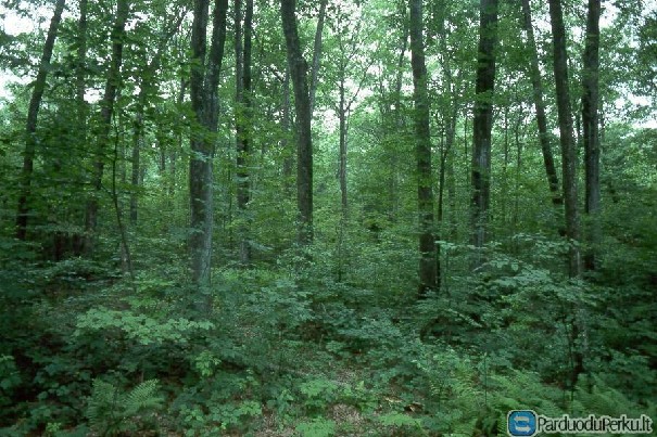 Parduodu Žemės ūkio paskirties sklypą 8,26ha ploto