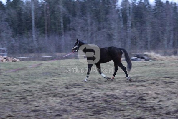 Parduodu Žirgą 5 metų kastratą