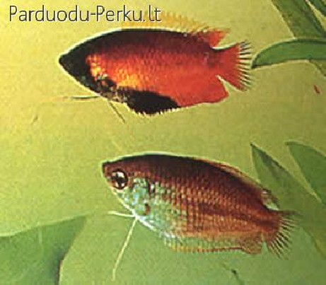 Parduodu žuvytes,krevėtės ir augalus