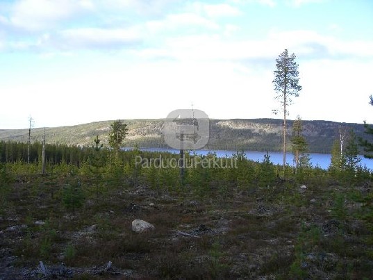 PATIKIMAI PERKAME MIŠKĄ  SU ŽEME IR IŠSIKIRTIMUI 867199209