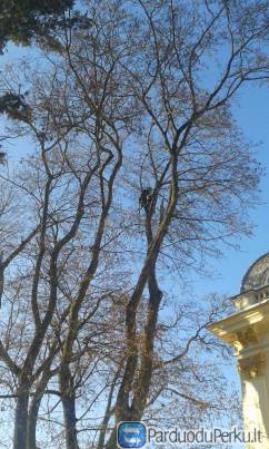 Pavojingų medžių panaikinimas, genėjimas