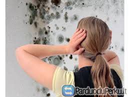 Pelėsio ir medžio grybo naikinimo paslaugos