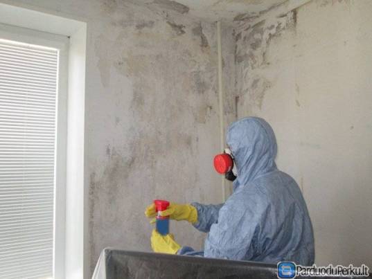 Profesionalus pelėsio naikinimas