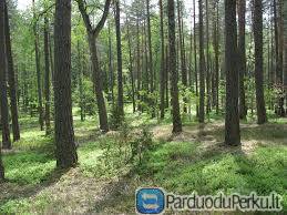 Perka brandų mišką Lietuvoje