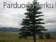 Perka mišką Radviliškio raj. bei visoje Lietuvoje.