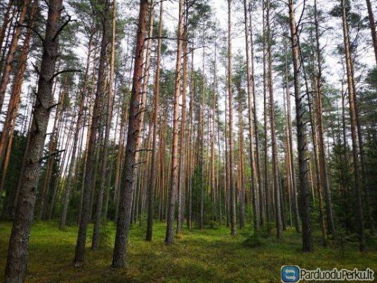 Perka mišką. Miško kaina.