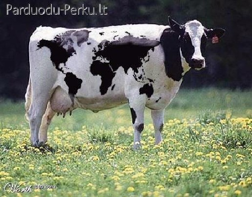 PERKA TRAUMUOTUS GALVIJUS