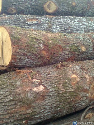 PERKAME ąžuolo, uosio rąstus