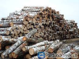 Perkame beržo rąstus visoje Lietuvoje