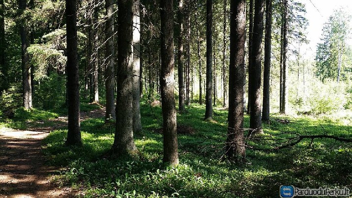 Perkame miškus Žemaitijoje 0 648 86583