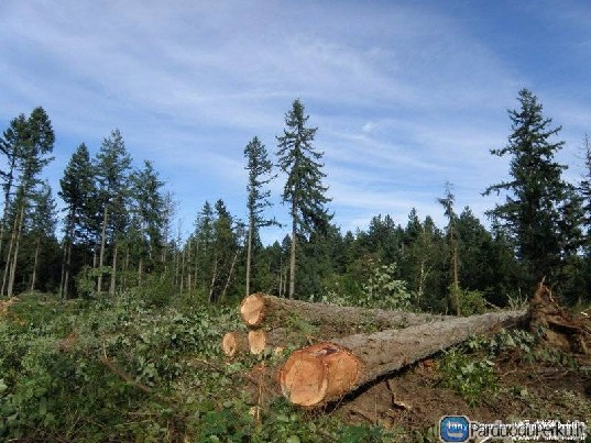 Perkame Plynas Kirtavietės