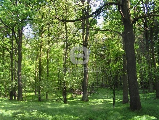 Perkame žemės ūkio sklypus, sodybas - Miška visoje Lietuvoje