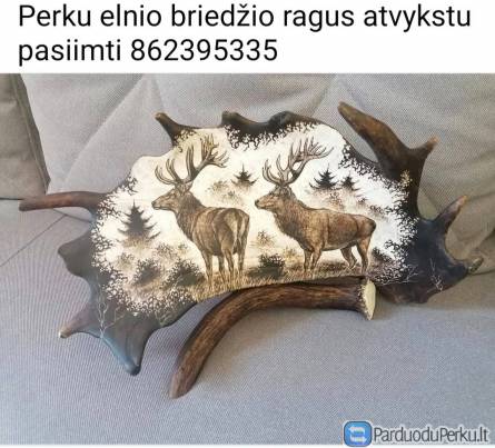 Perku elnio briedzio ragus