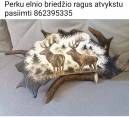 Perku elnio briedzio ragus