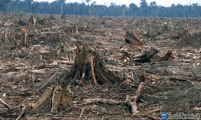 Perku iškirsto miško žemę