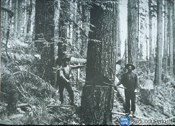 Perku kirtavietes, jaunuolynus ir brandžius medynu