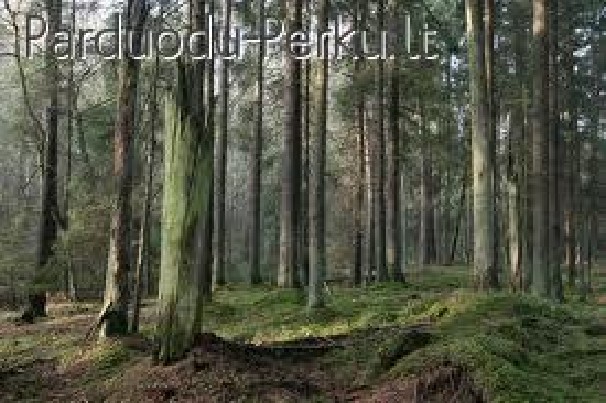 Perku mišką ar mišką su žeme