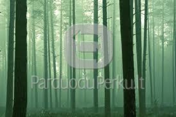 perku mišką, bet kurioje Lt vietoje