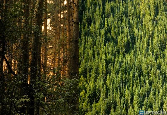 Perku miska Lietuvoje ir Latvijoje