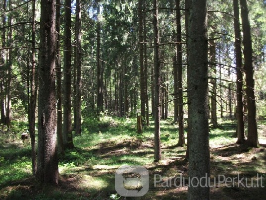 PERKU MIŠKUS VISOJE LIETUVOJE