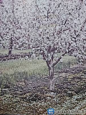 Perku sodą su vasarnamiu