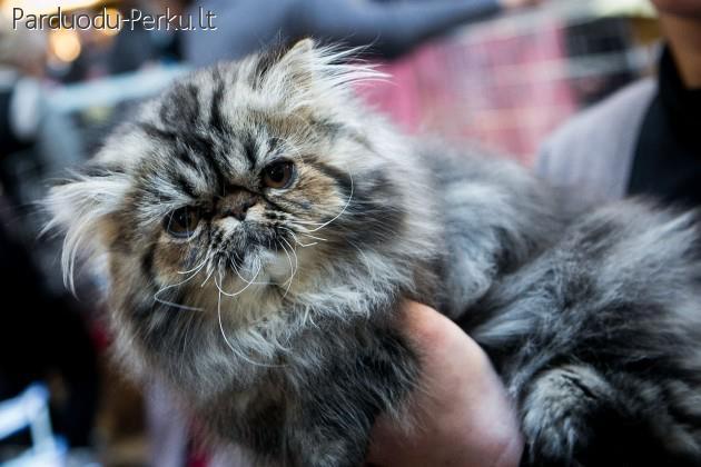 Persų veislės katytė.