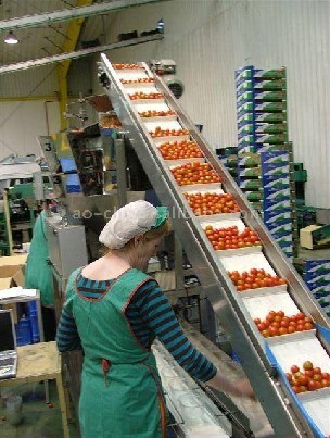 Pomidorų pakavimas Olandija