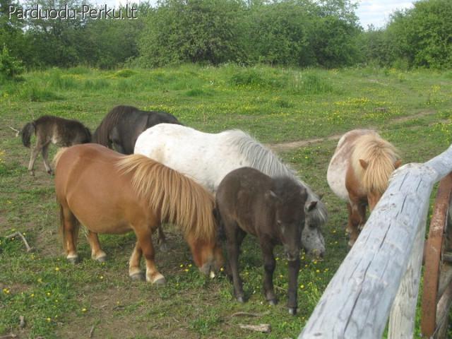 PONIAI-parduodu grynaveislius ponisu (pigiai)