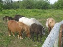 PONIAI-parduodu grynaveislius ponisu (pigiai)