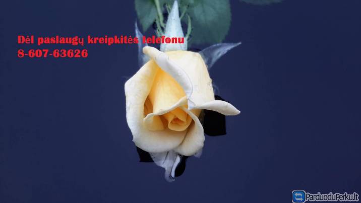 Profesionali pagalba studentams +37060763626