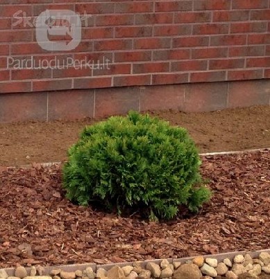 Pušų žievės mulčias