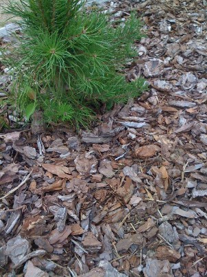 Pušų žievės mulčias