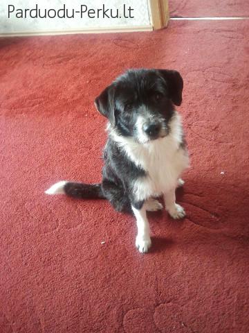 Rastas jaunas, draugiškas, šuo ieško namų!