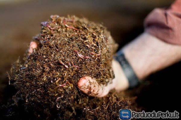 Raudonieji kalifornijos sliekai