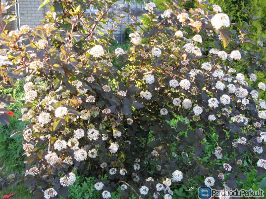 Raudonlapis pūslenis