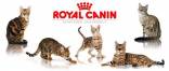 ROYAL CANIN