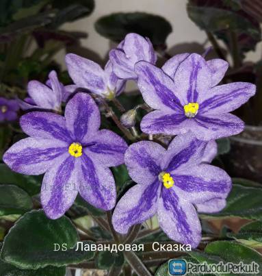 Veislinės sanpaulijos