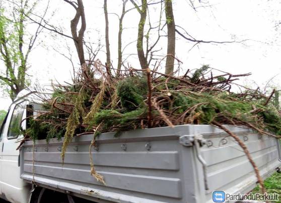 Šakų išvežimas Panevėžyje