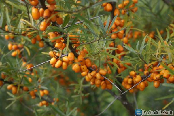 Šaltalankis 'Masličnaja'