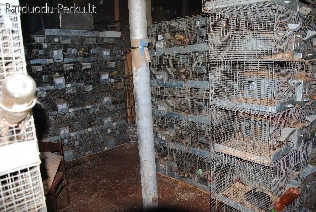 seimyniniai sinsilu narvai