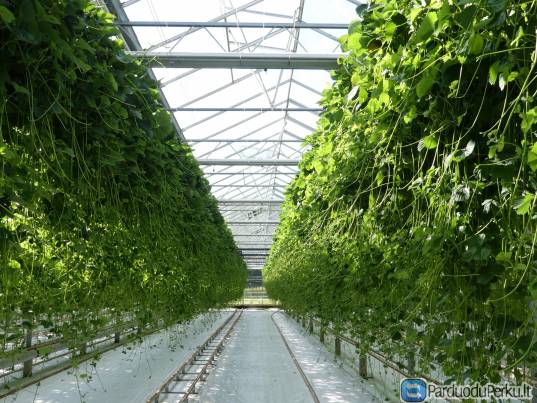 Sezoninis darbas braškių ūkyje Olandijoje