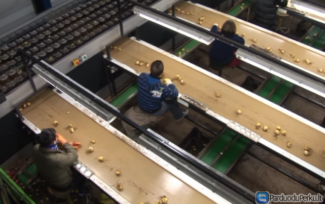 SEZONINIS DARBAS OLANDIJOJE NUO 17 METŲ