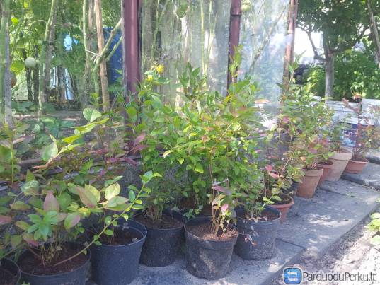 Šilauogių sodinukai