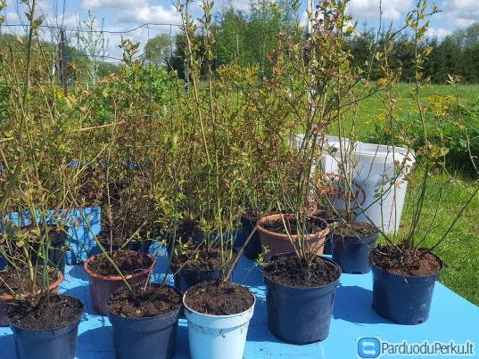 Šilauogių sodinukai