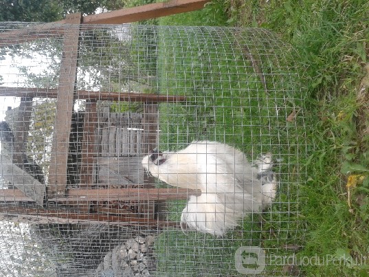 Šilkaplunksnių vištelių porelės