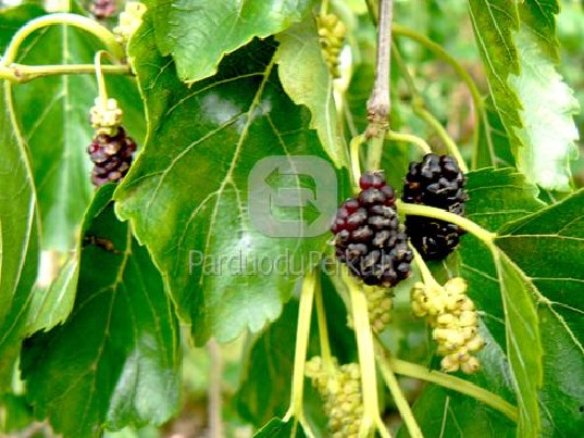 Šilkmedžių bei kitų retesnių augalų sodinukai.