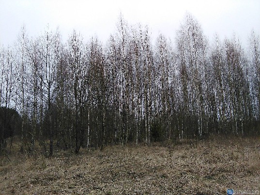 Sklypas Prienų raj., savaime apaugęs mišku