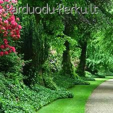 Skubiai 1 kamabrio butas su holu Vaidaugų g.