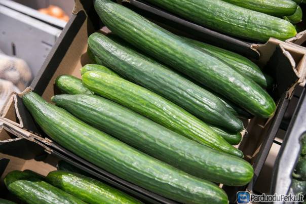 SKUBIAI. DARBAS AGURKŲ ŠILTNAMIUOSE DANIJOJE