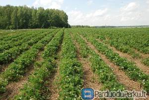 SKUBIAI DARBAS MOTERIMS OLANDIJOJE BE KALBOS